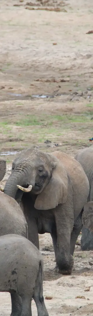 Weite Landschaften im Tarangire-Nationalpark
